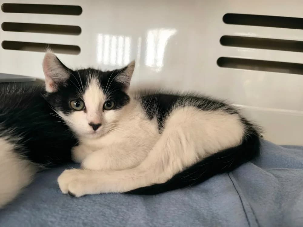 CHERKI, female Mixed Breed for adoption at Maubert-Fontaine), Ardennes