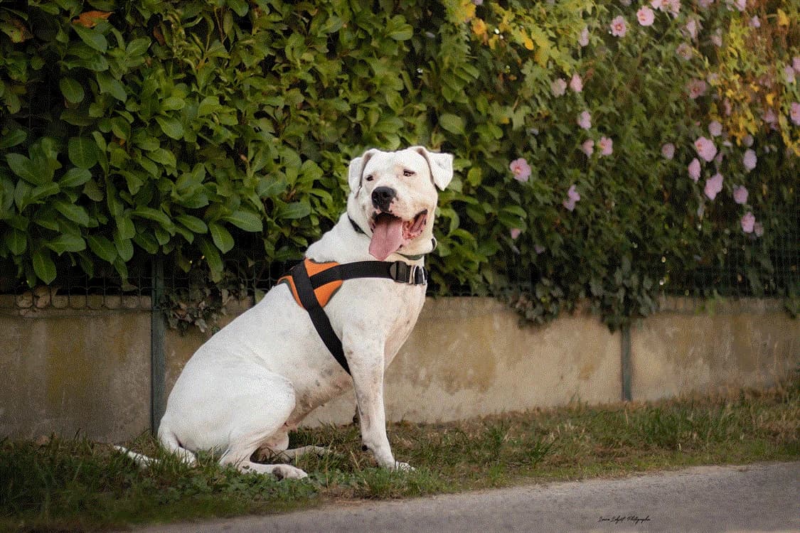 NIKITA, female senior mixed breed for adoption at Maubert-Fontaine), Ardennes