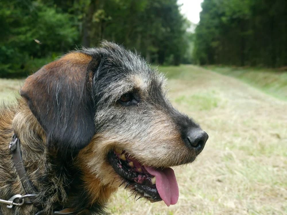 MAX, male senior mixed breed for adoption at Maubert-Fontaine), Ardennes