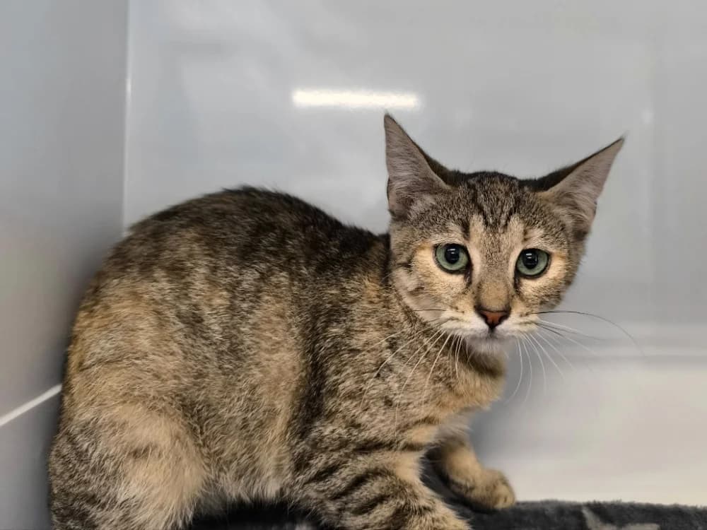 LUTECE, female Mixed Breed for adoption at Maubert-Fontaine), Ardennes