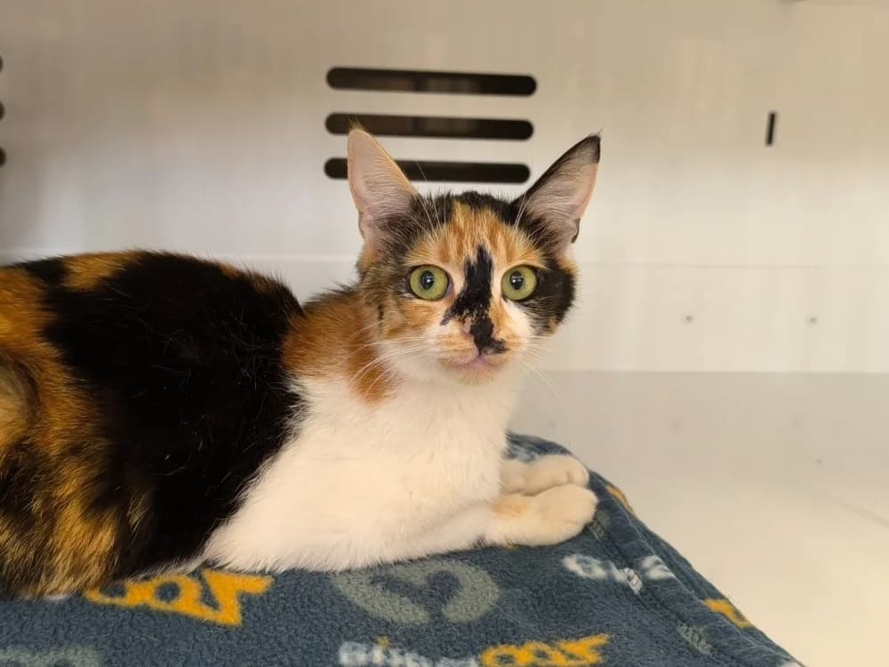 ESTELLA réservée, female 3yo Mixed Breed for adoption at Maubert-Fontaine), Ardennes