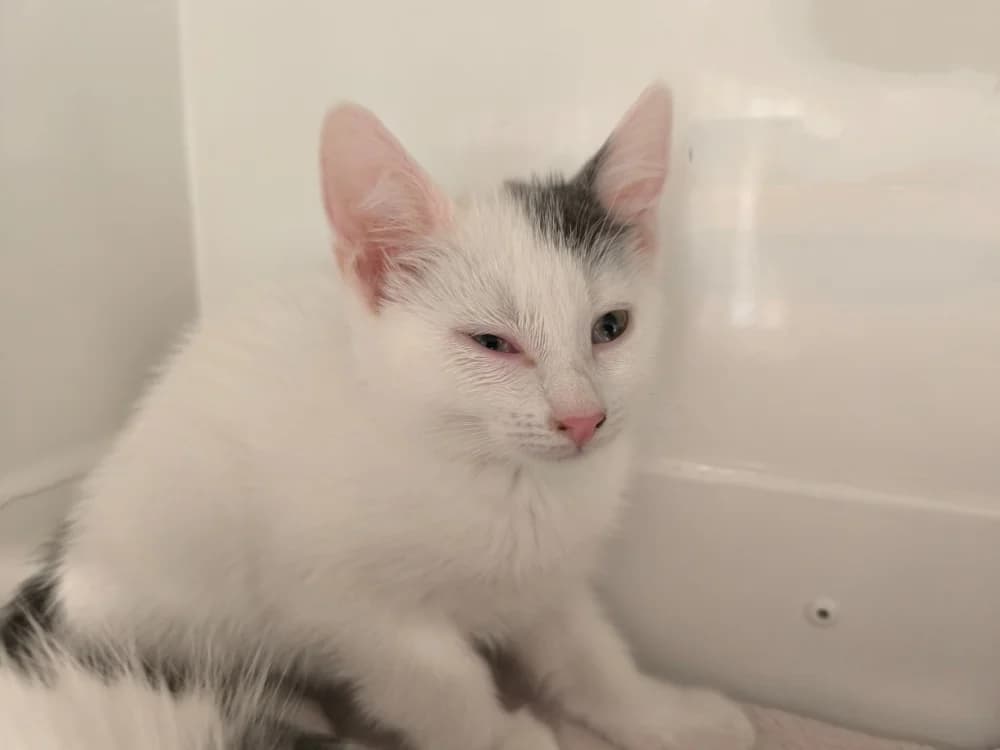 SNOWFLAKE, female Mixed Breed for adoption at Maubert-Fontaine), Ardennes