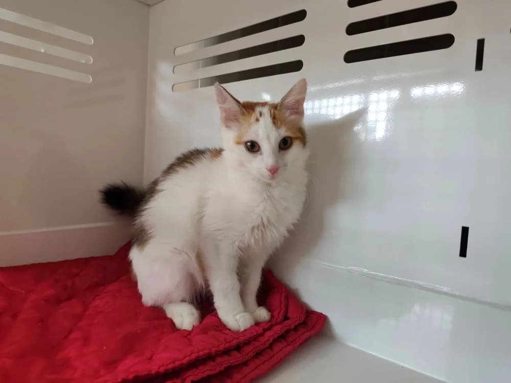 Aloé, female Mixed Breed for adoption at Maubert-Fontaine), Ardennes