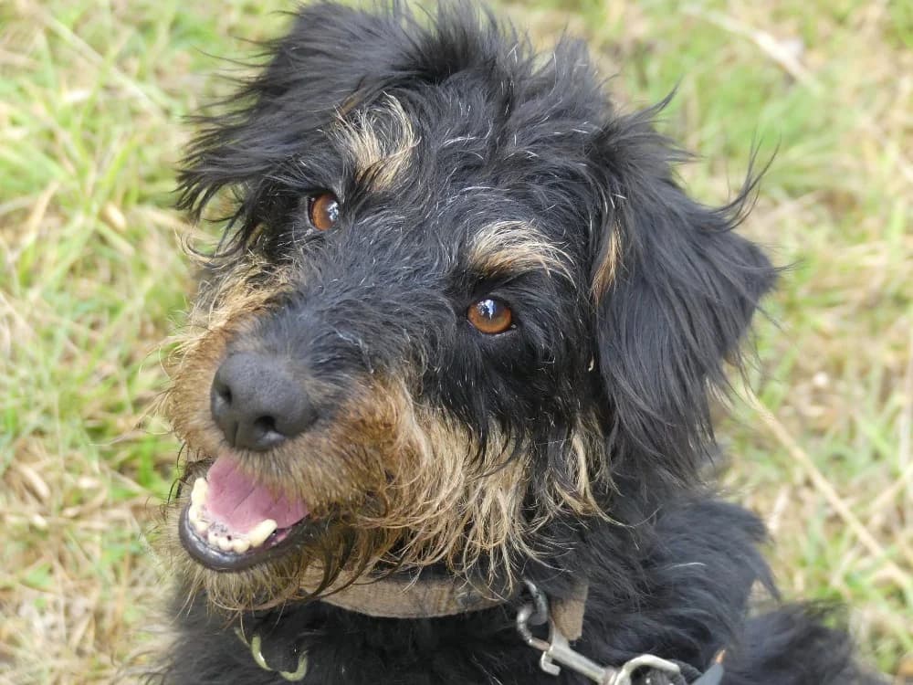 SALEM, male 5yo mixed breed for adoption at Maubert-Fontaine), Ardennes