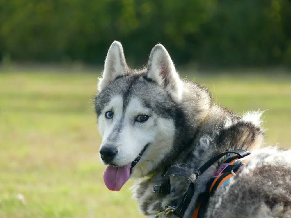 ZEUS, male senior Husky for adoption at Maubert-Fontaine), Ardennes