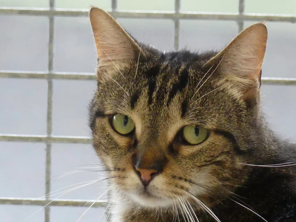 NOUPS, male 4yo Mixed Breed for adoption at Maubert-Fontaine), Ardennes