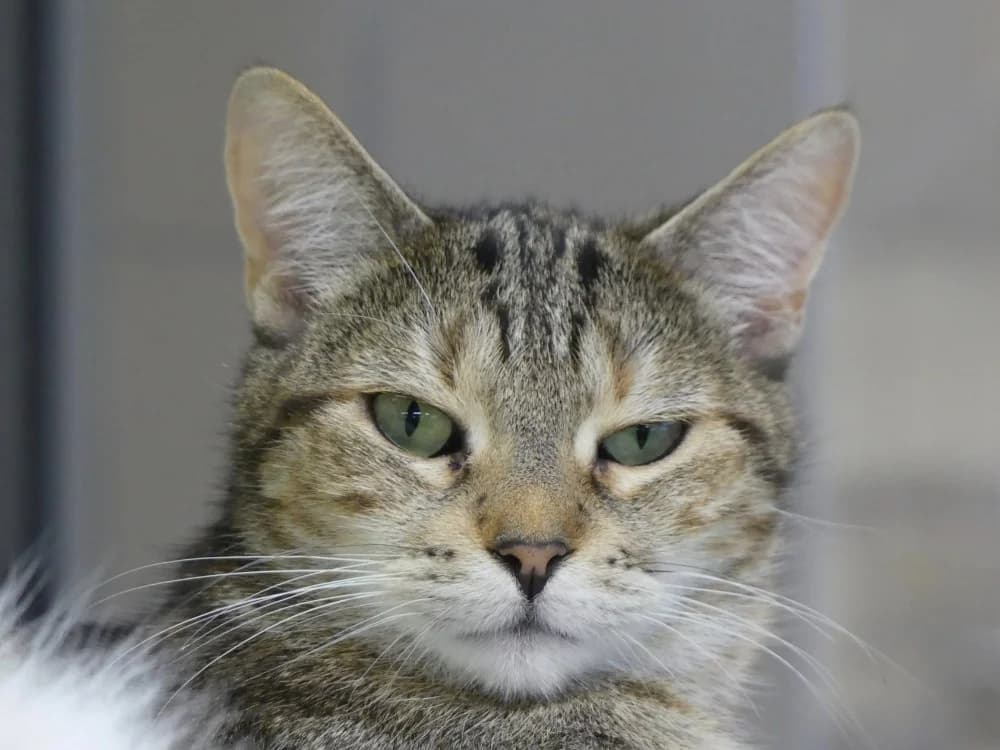 POUSSINETTE, female senior Mixed Breed for adoption at Maubert-Fontaine), Ardennes
