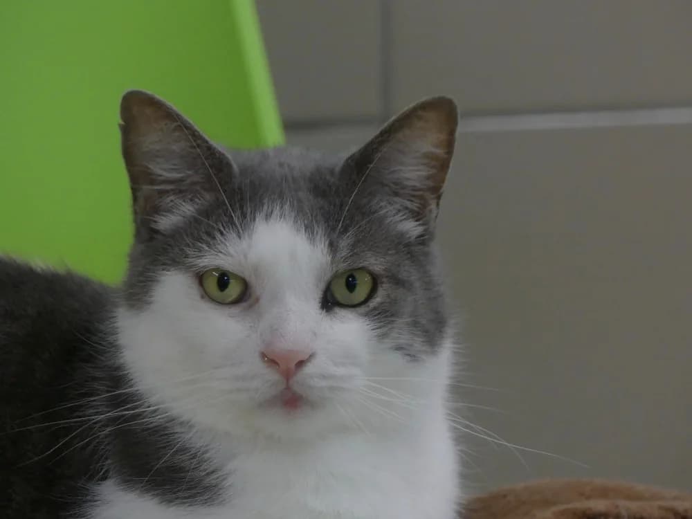 SOURICEAU, male 6yo Mixed Breed for adoption at Maubert-Fontaine), Ardennes