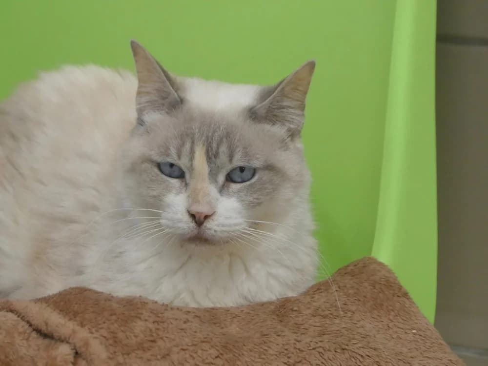 HAMONRA, female senior Mixed Breed for adoption at Maubert-Fontaine), Ardennes