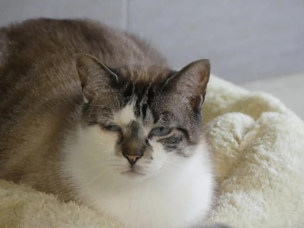 PILGRIS, male 7yo Mixed Breed for adoption at Maubert-Fontaine), Ardennes
