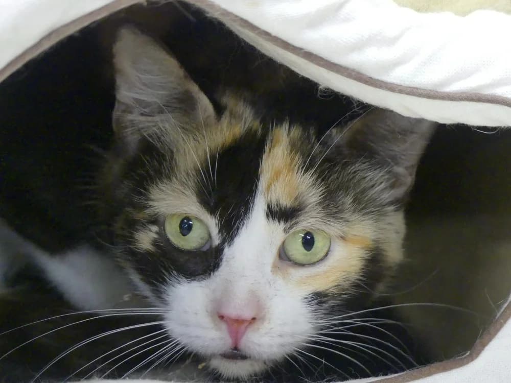 JOSETTE, female senior Mixed Breed for adoption at Maubert-Fontaine), Ardennes