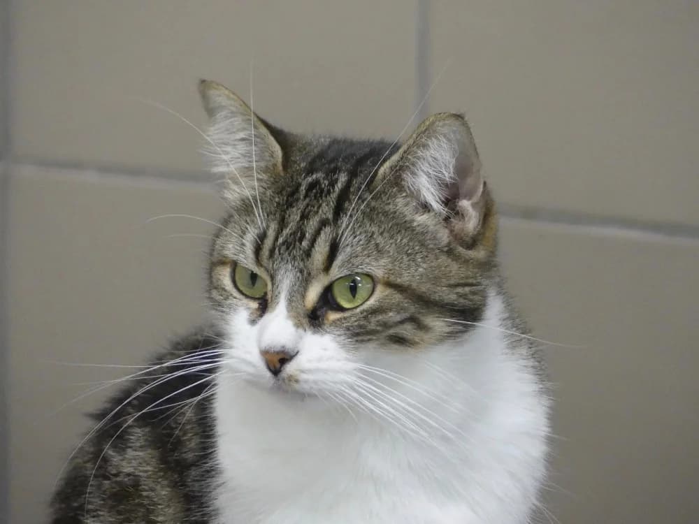 LILIPETTE, female 5yo Mixed Breed for adoption at Maubert-Fontaine), Ardennes