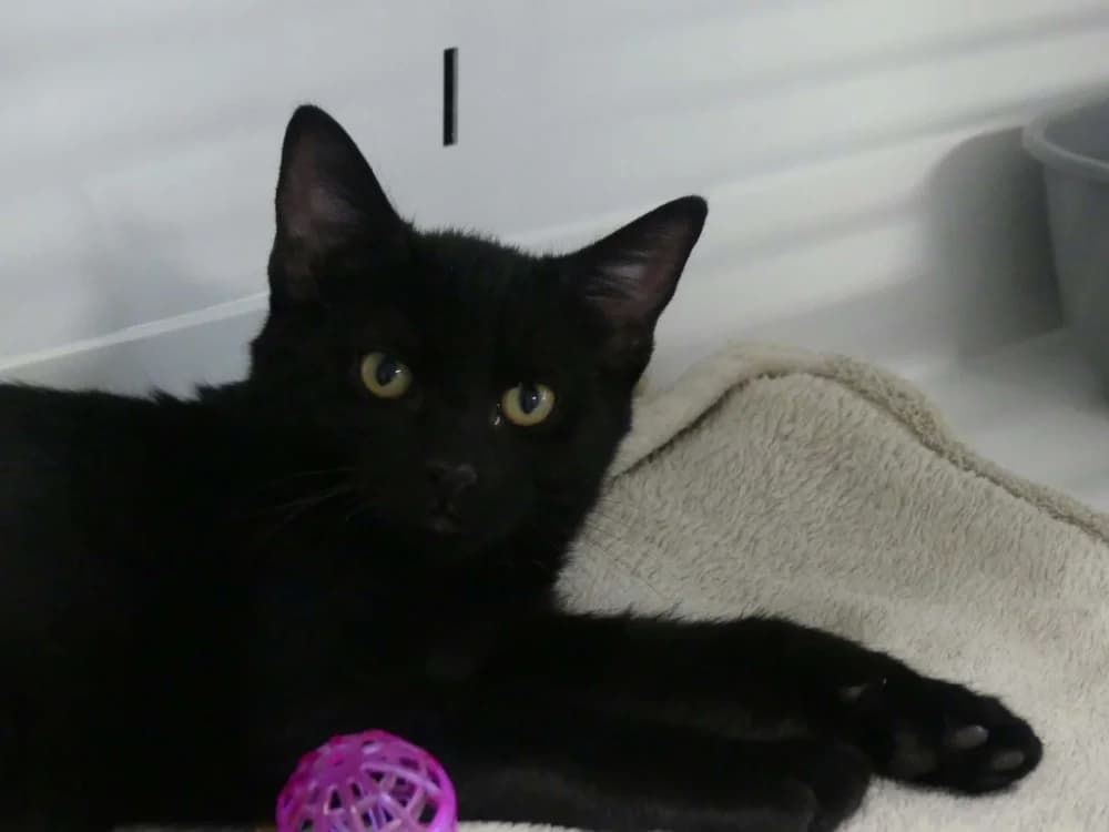 BATMAN, male puppy Mixed Breed for adoption at Maubert-Fontaine), Ardennes
