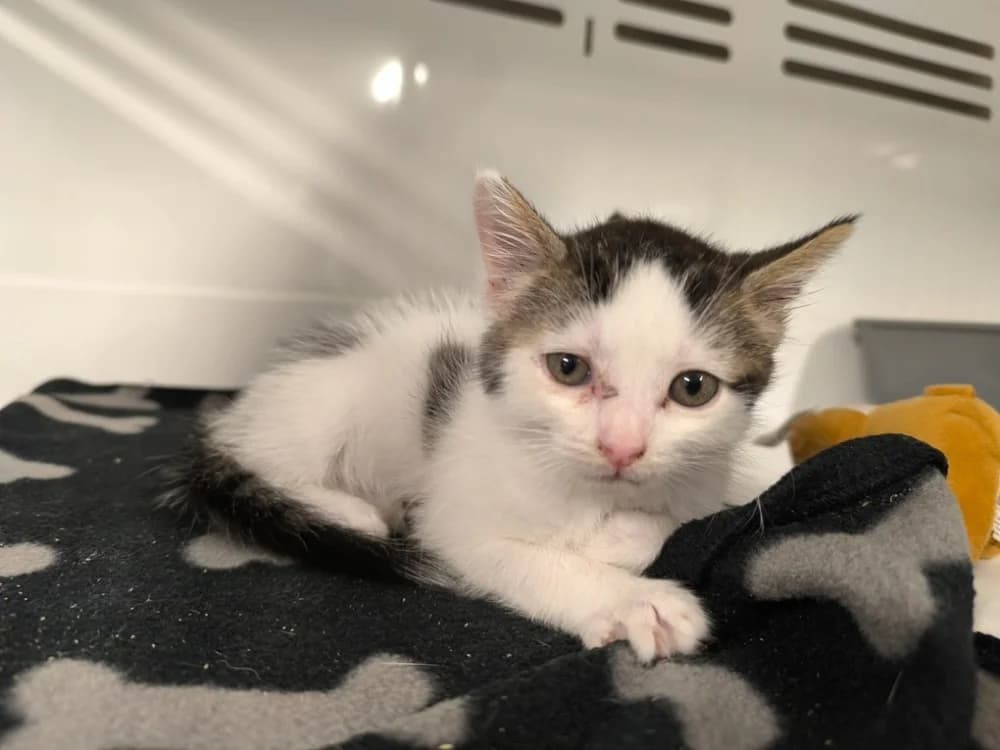 MILO, male puppy Border Collie for adoption at Maubert-Fontaine), Ardennes
