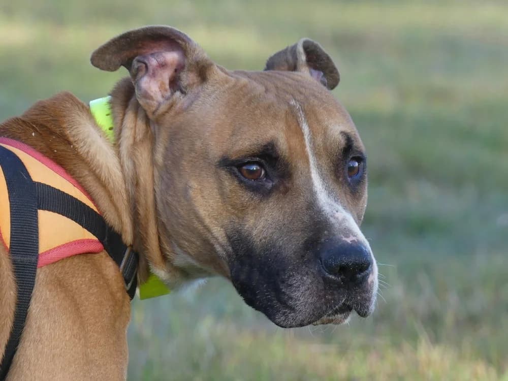 SAIKO, male 5yo mixed breed for adoption at Maubert-Fontaine), Ardennes