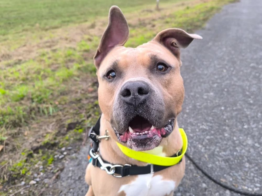 SAPHYR, male 5yo American Staffordshire Terrier for adoption at Maubert-Fontaine), Ardennes