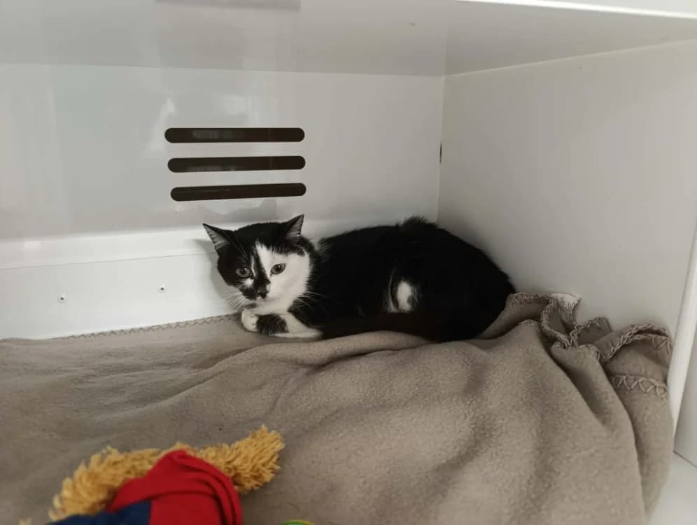 LILI, female young Mixed Breed for adoption at Maubert-Fontaine), Ardennes