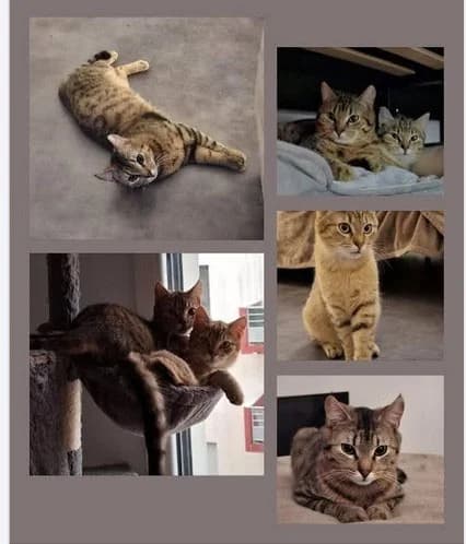 HAGRID ET VICKTOR, Mixed Breed for adoption at SPA d
