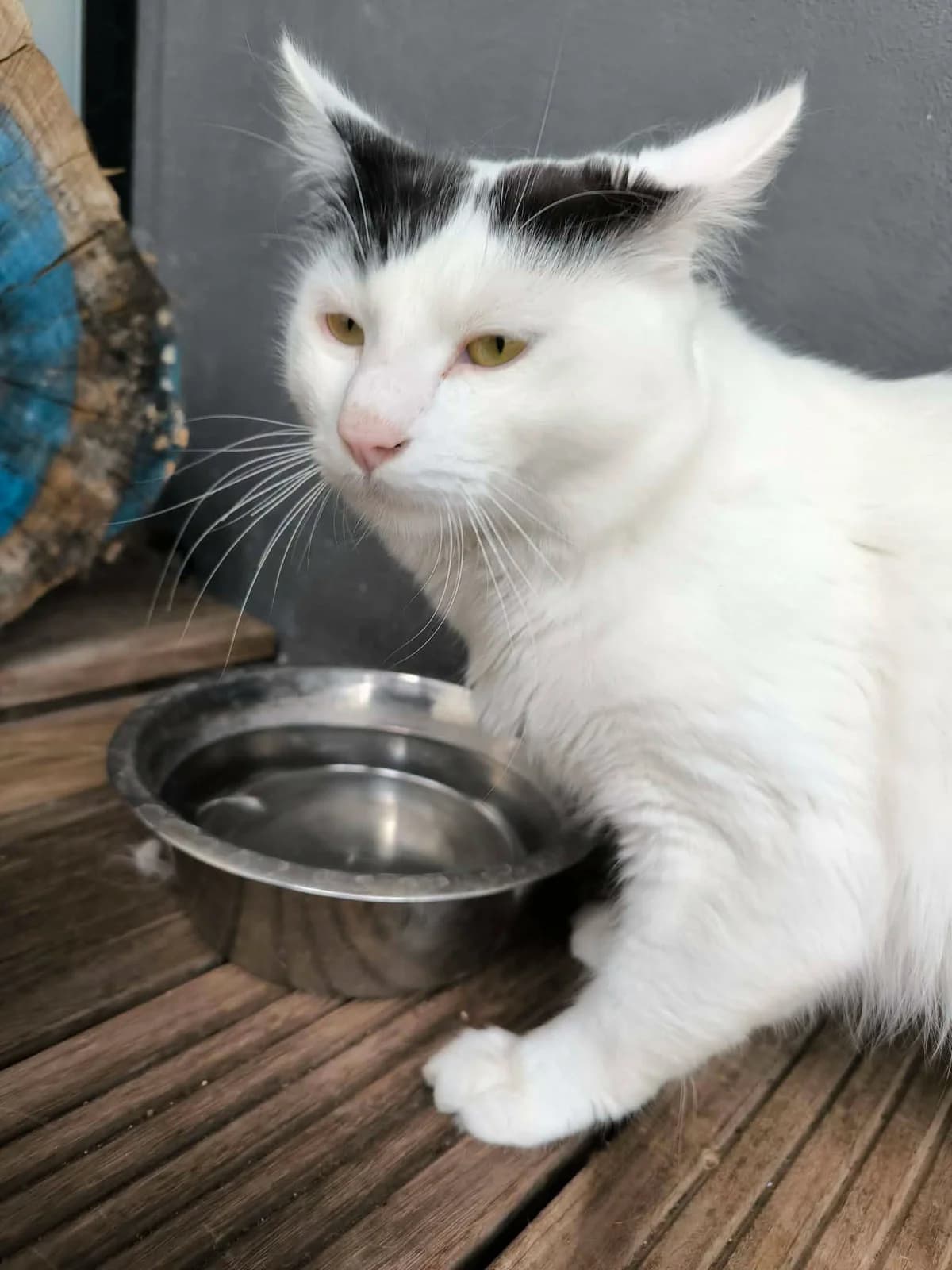 PO, male Mixed Breed for adoption at SPA d