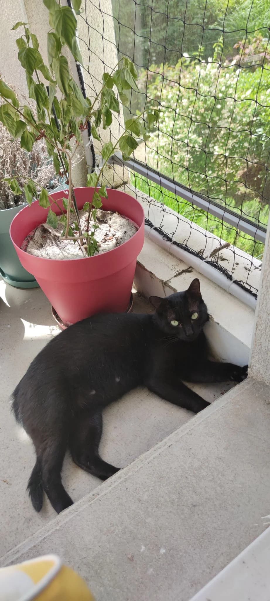 VICTOR, Mixed Breed for adoption at SPA d