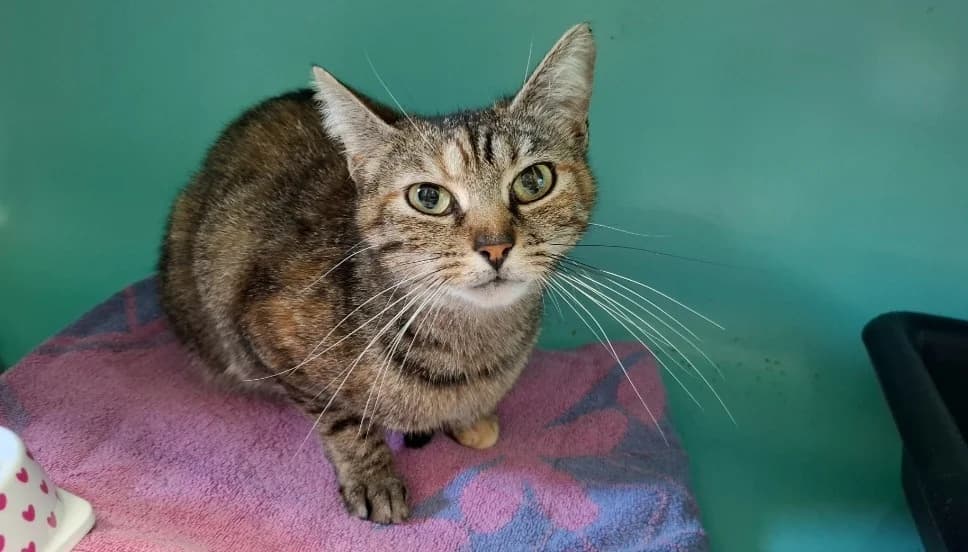 HARIBO, female young mixed breed for adoption at SPA Arras (Tilloy), Arras