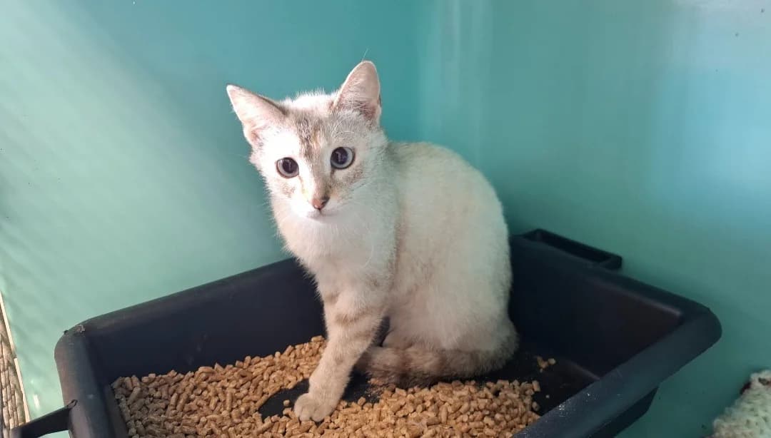 CHIPETTE, female young Mixed Breed for adoption at SPA Arras (Tilloy), Arras