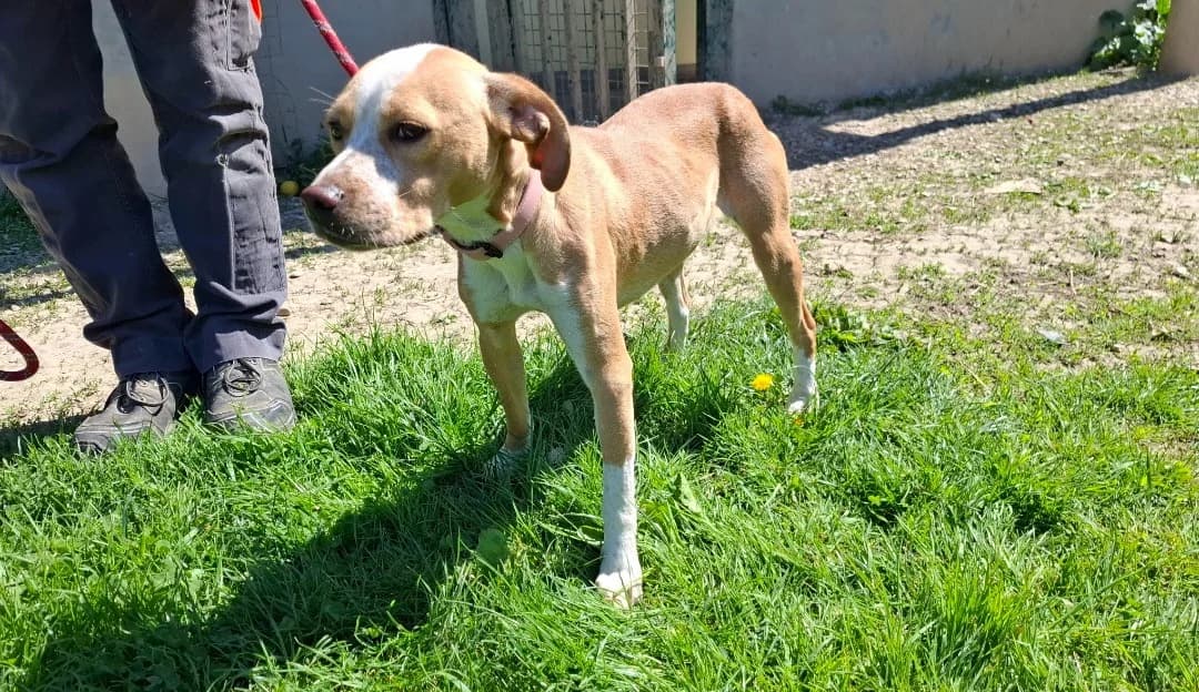 MARTHA, female young Mixed Breed for adoption at SPA Arras (Tilloy), Arras