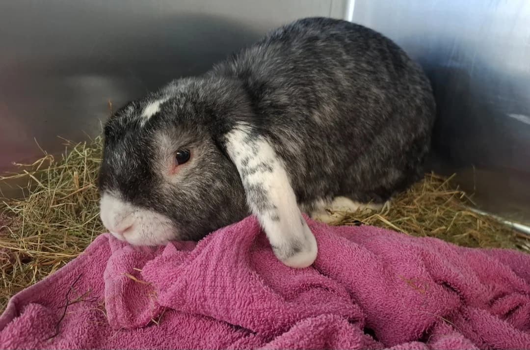 RAVIOLI, male mixed breed for adoption at SPA Arras (Tilloy), Arras