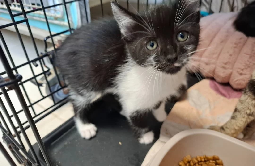 BLUE, female Mixed Breed for adoption at SPA Arras (Tilloy), Arras