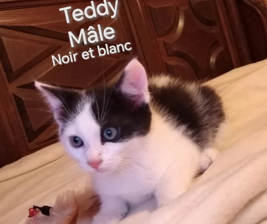 TEDDY, male Mixed Breed for adoption at SPA Arras (Tilloy), Arras