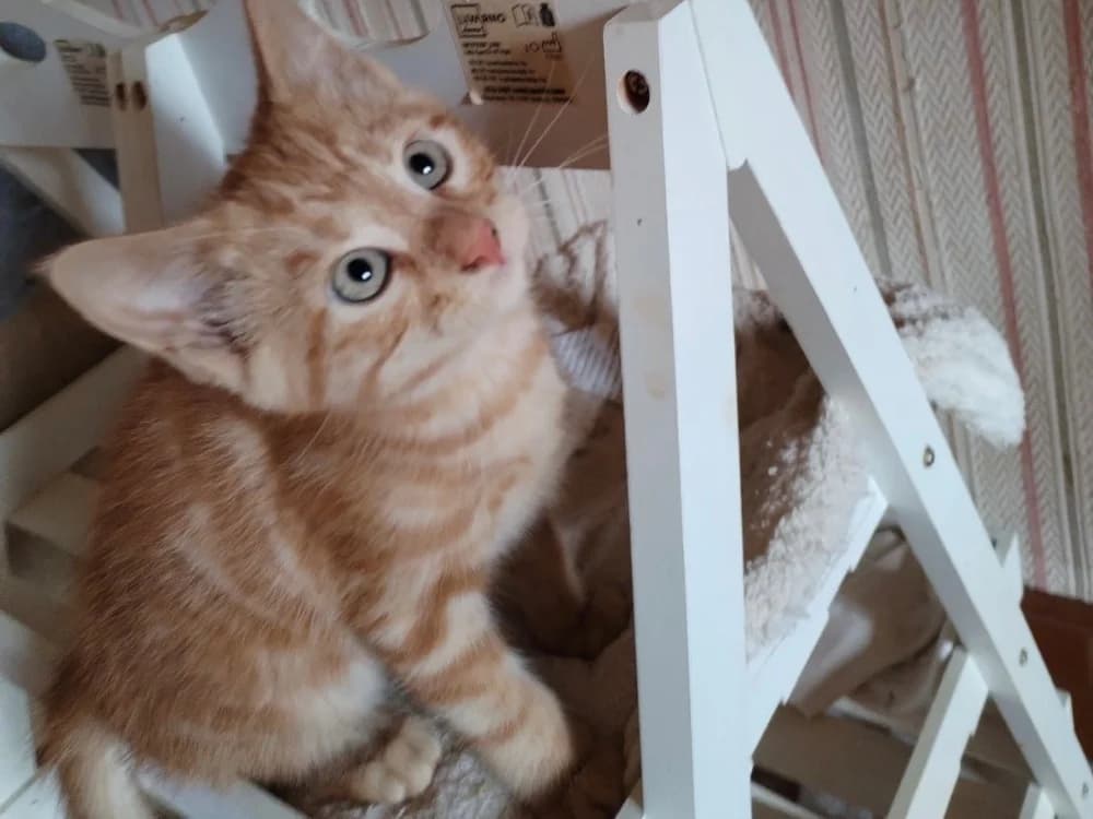 PEACH, male mixed breed for adoption at SPA Arras (Tilloy), Arras