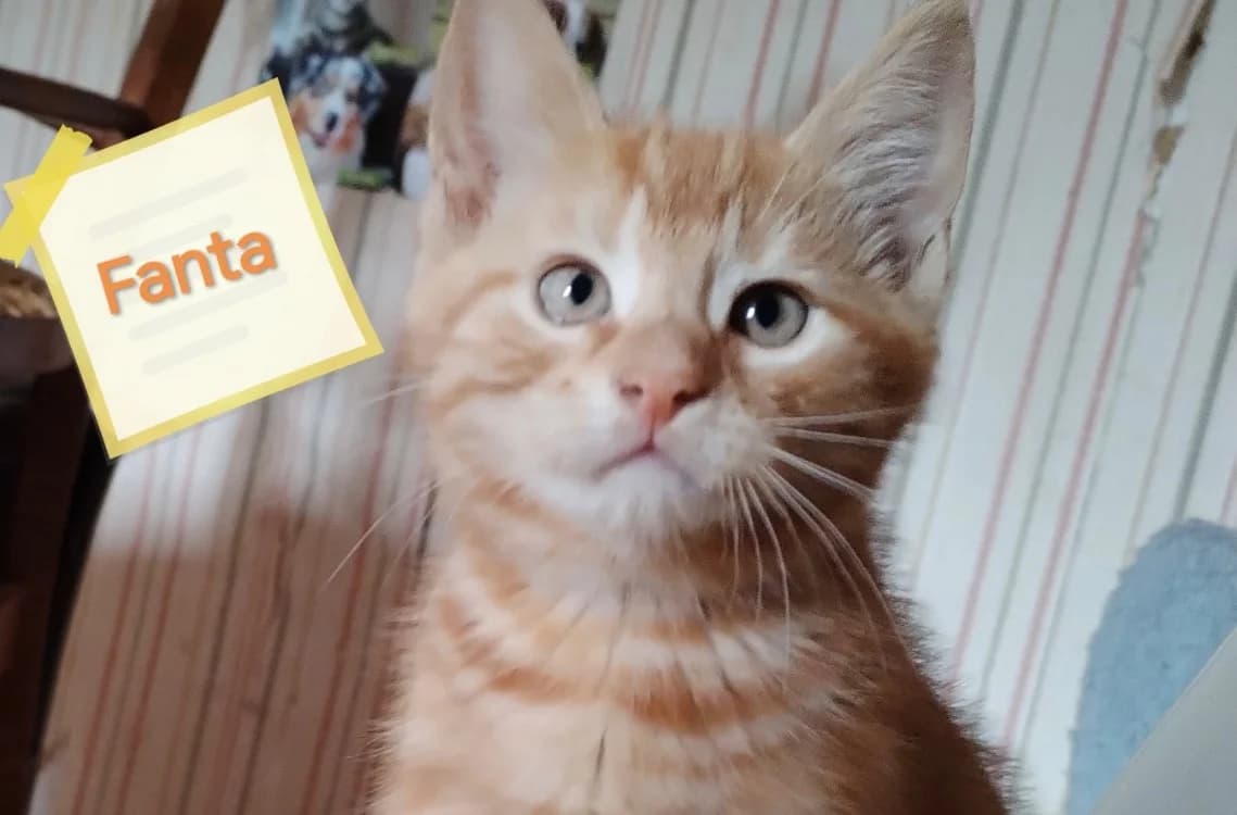 FANTA, male Mixed Breed for adoption at SPA Arras (Tilloy), Arras