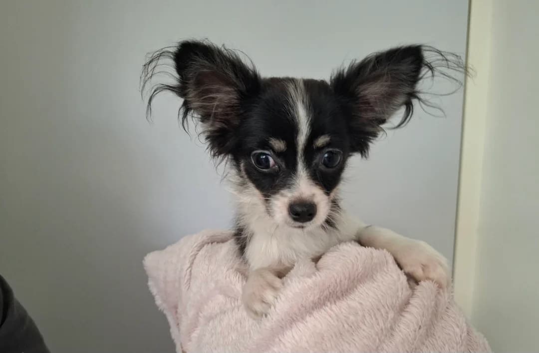 Blackie, male Chihuahua for adoption at SPA Arras (Tilloy), Arras