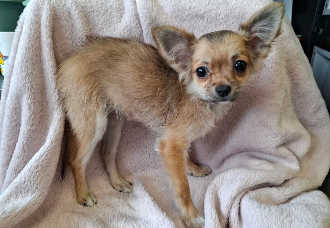 Bounty, female Chihuahua for adoption at SPA Arras (Tilloy), Arras