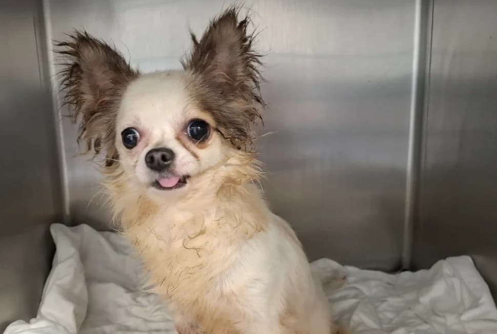 Vita, female young Chihuahua for adoption at SPA Arras (Tilloy), Arras