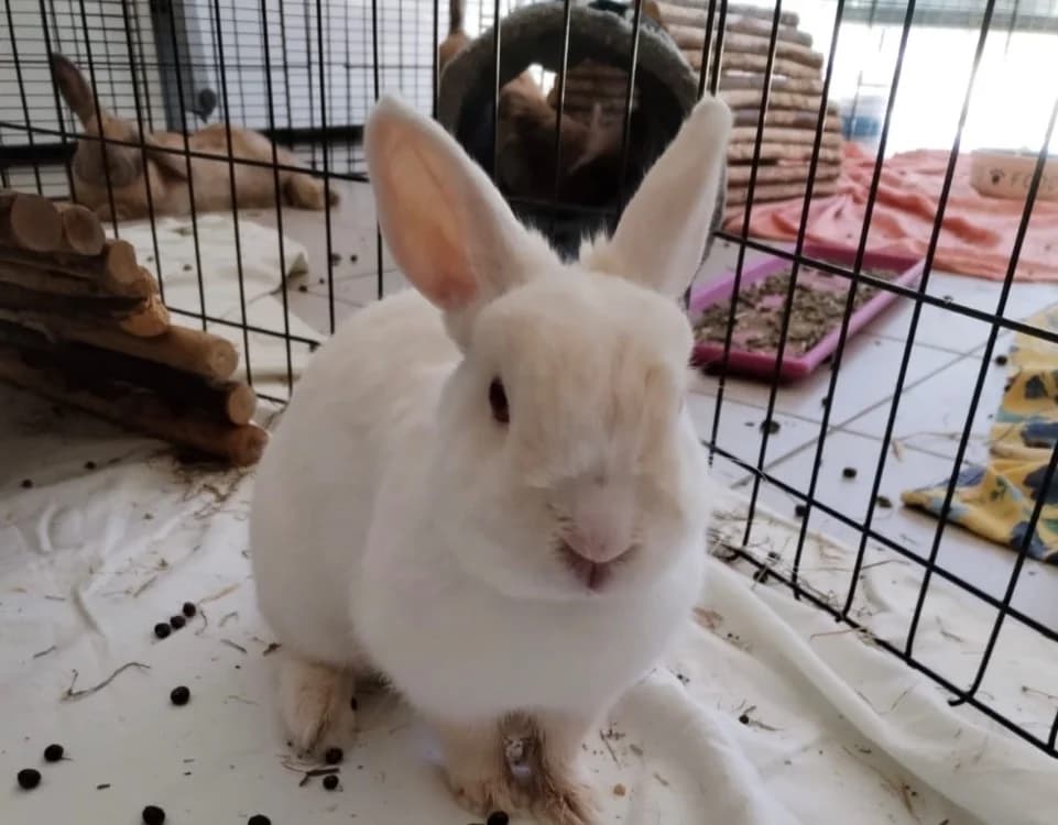 CASSEGRAIN, female Mixed Breed for adoption at SPA Arras (Tilloy), Arras