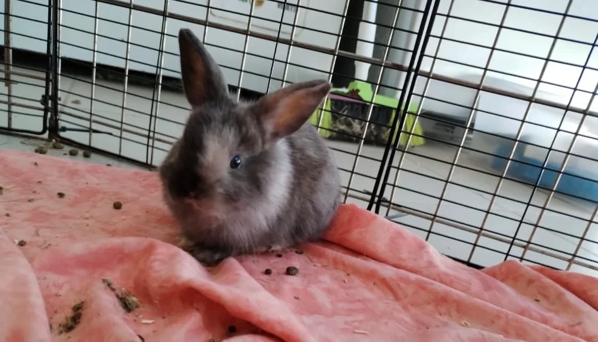 WALLACE, female Mixed Breed for adoption at SPA Arras (Tilloy), Arras