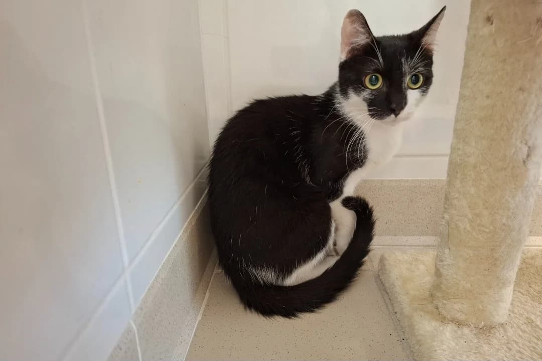 TWIX, male Mixed Breed for adoption at SPA Arras (Tilloy), Arras