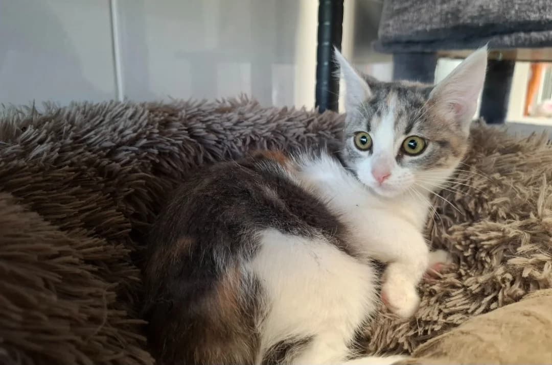 TAGADA, female Mixed Breed for adoption at SPA Arras (Tilloy), Arras