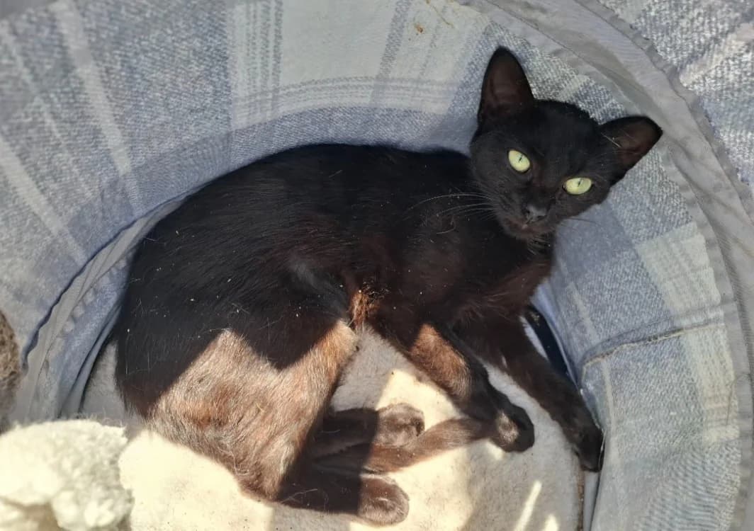 BASTET, female young mixed breed for adoption at SPA Arras (Tilloy), Arras