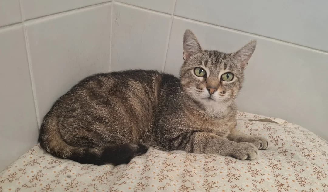 KITCHEE, female senior Mixed Breed for adoption at SPA Arras (Tilloy), Arras