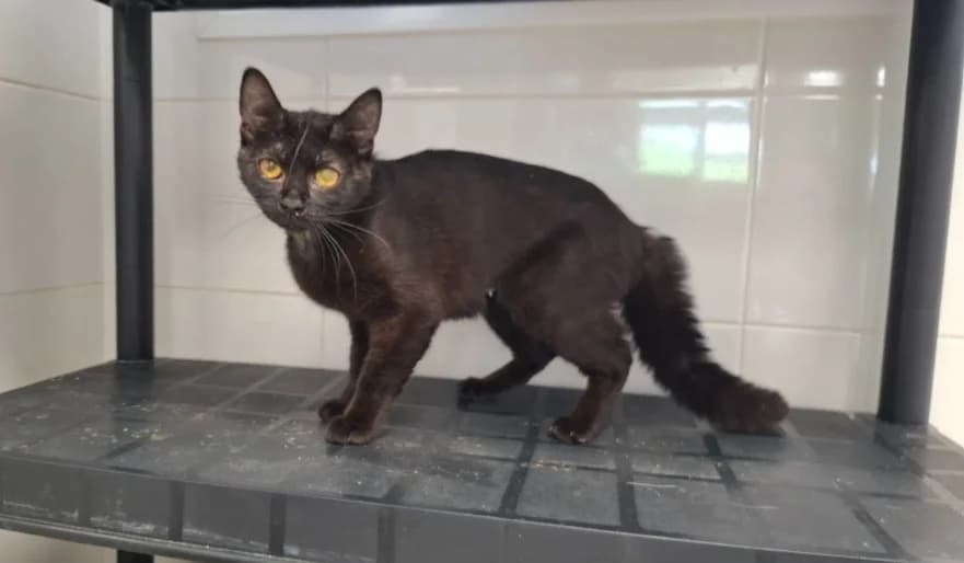 AUTOMNE, female young Mixed Breed for adoption at SPA Arras (Tilloy), Arras