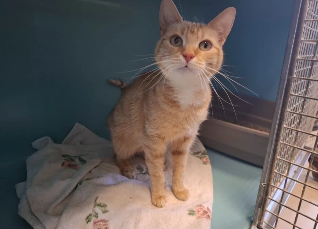 BETADINE, female young Mixed Breed for adoption at SPA Arras (Tilloy), Arras