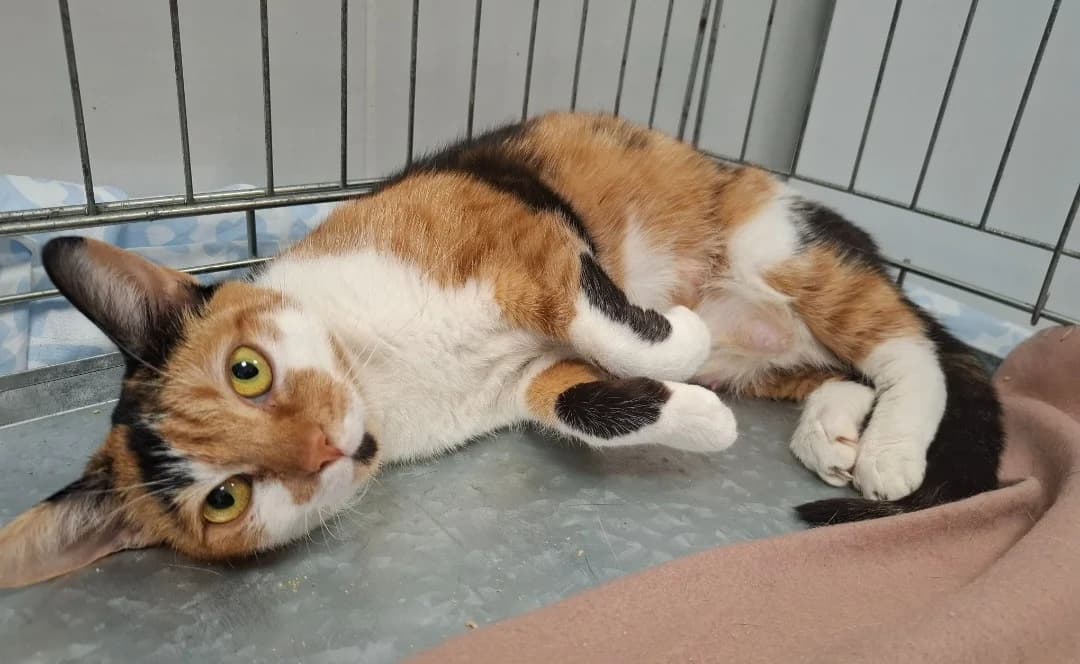 JOSIANE, female mixed breed for adoption at SPA Arras (Tilloy), Arras