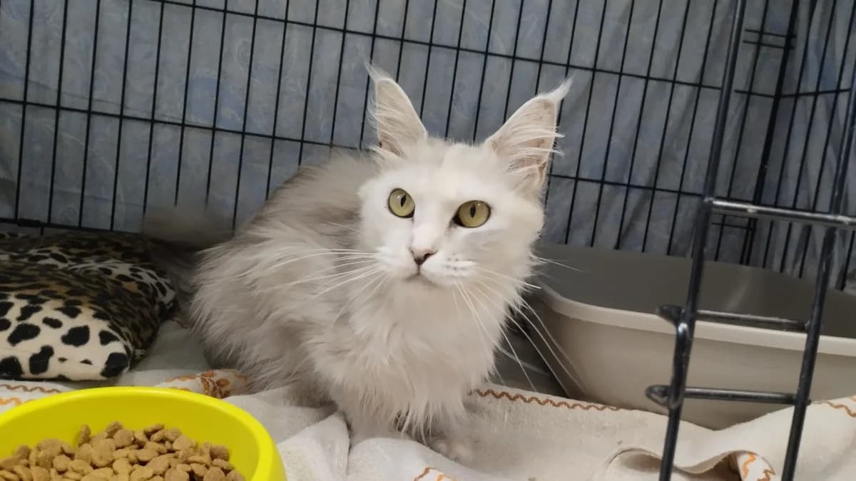 ATHENA, female young Mixed Breed for adoption at SPA Arras (Tilloy), Arras