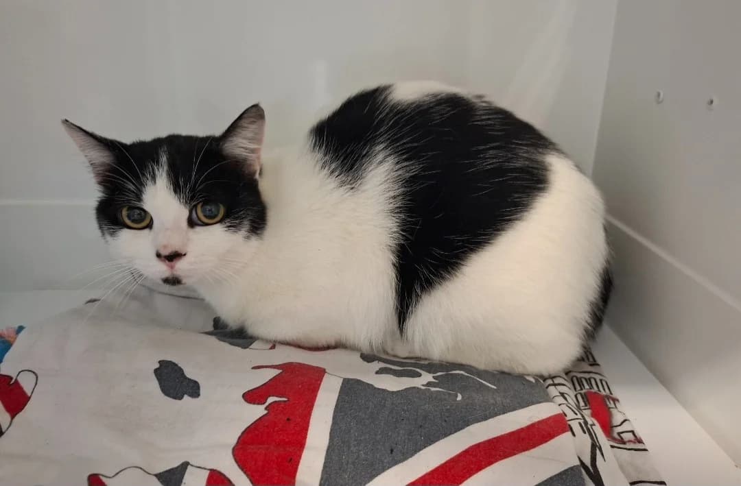 CHIRO, female Mixed Breed for adoption at SPA Arras (Tilloy), Arras