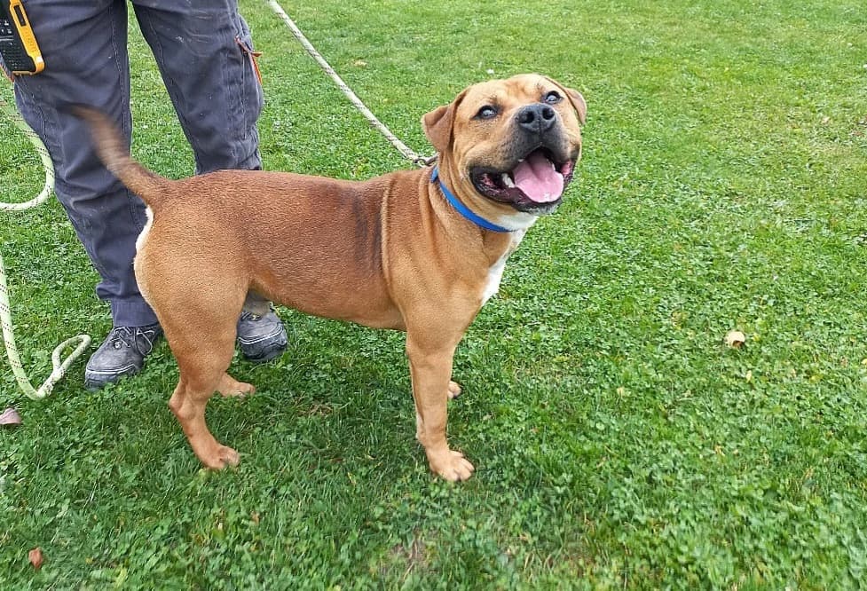Cheesecake/Baloo, male young Mixed Breed for adoption at SPA Arras (Tilloy), Arras