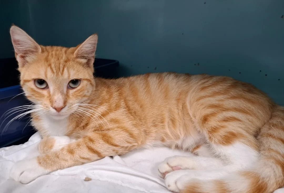 FRIPOUILLE, male Mixed Breed for adoption at SPA Arras (Tilloy), Arras