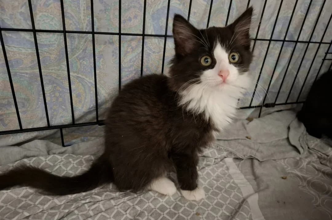 KOJAC, male Mixed Breed for adoption at SPA Arras (Tilloy), Arras