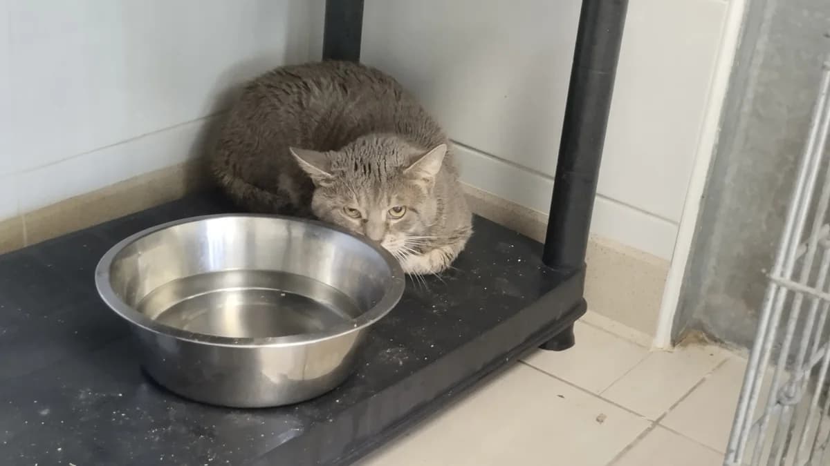 LOKI, male mixed breed for adoption at SPA Arras (Tilloy), Arras